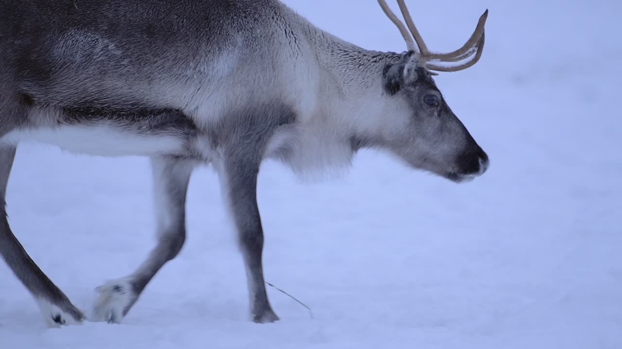 Reindeer in a snowy environment