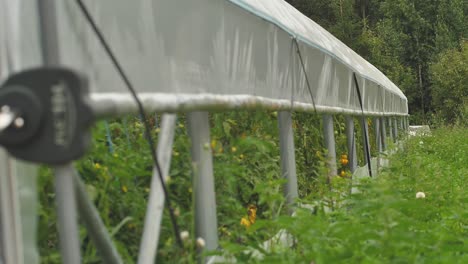 Tomaten-In-Verschiedenen-Farben-Mit-Verschiedenen-Arten-16