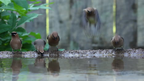 Grupo-De-Pájaros-De-Ala-De-Cera-Bohemios-Bebiendo-Y-Bañándose-En-Agua-De-Estanque-Pequeño,-ángulo-Bajo