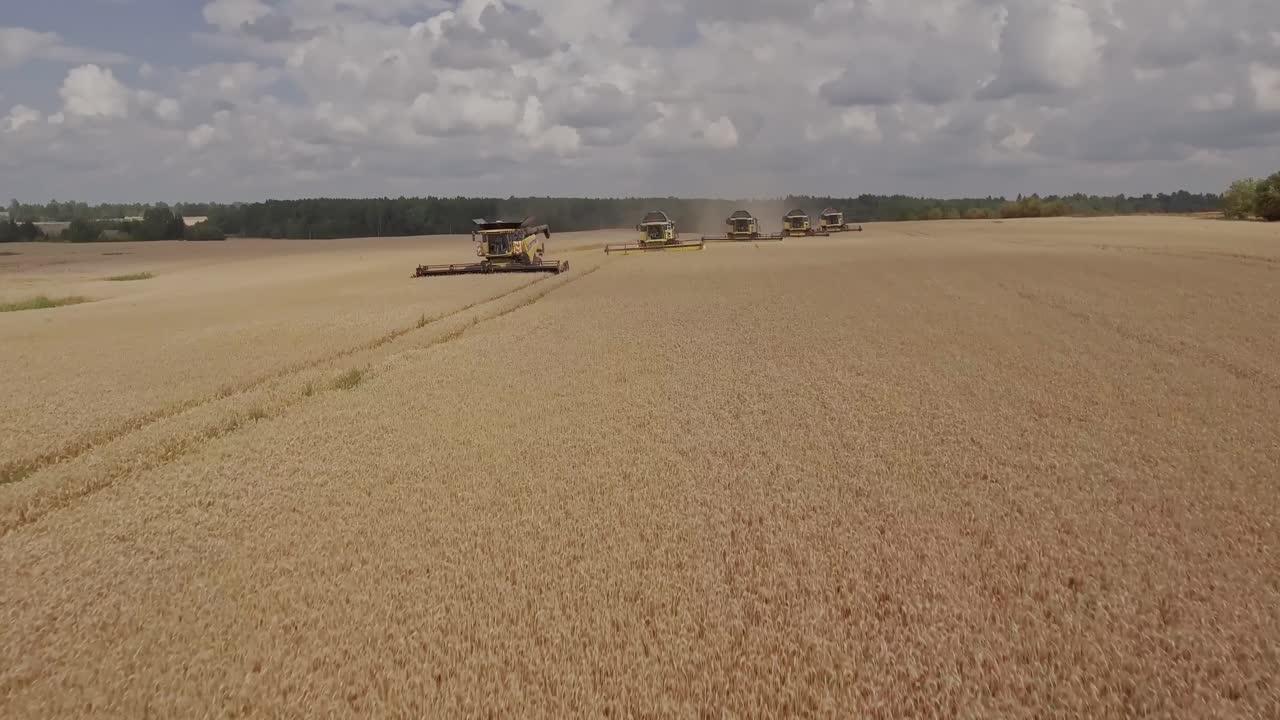 toma cinematográfica de un grupo de cosechadoras en un campo de trigo dorado durante la temporada de cosecha