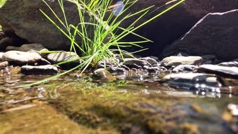 movimiento suave del agua sobre un lecho rocoso del arroyo
