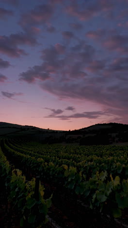 puesta de sol sobre un viñedo