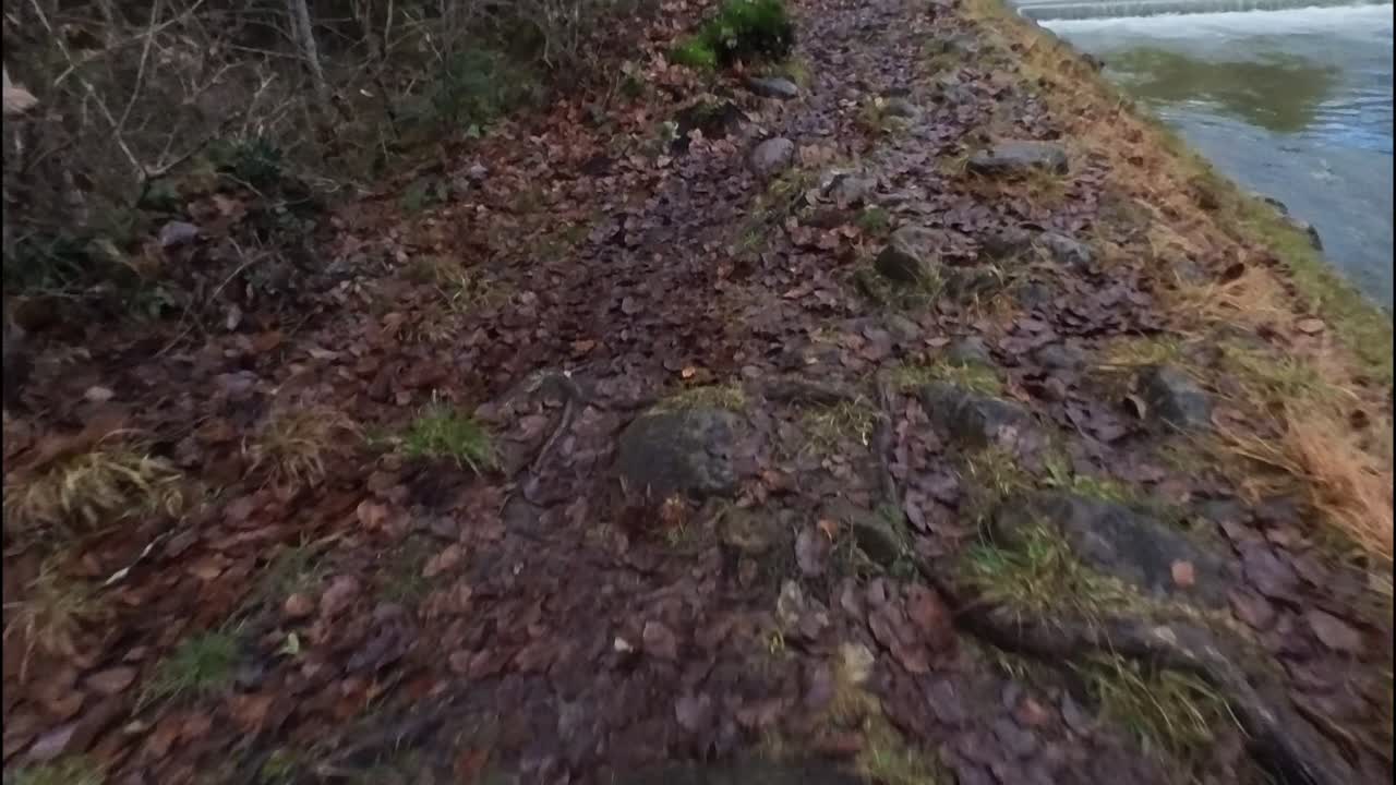 una fotografía del suelo a lo largo de la orilla del río además del río aar, suiza