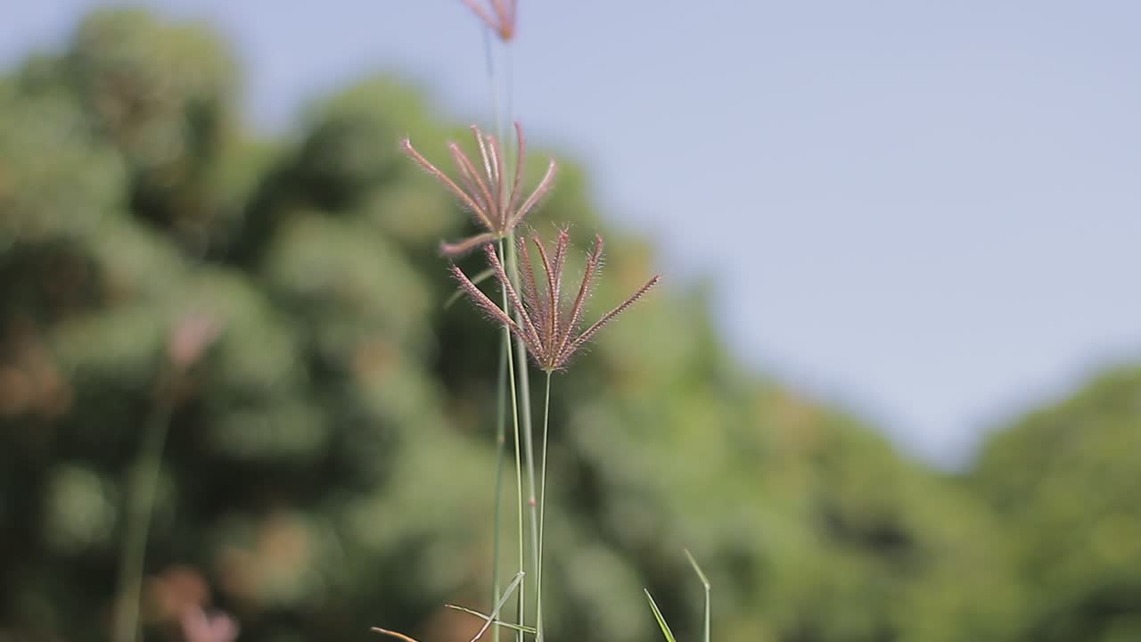 녹색 밀밭 풍경보기와 야생 잔디 꽃