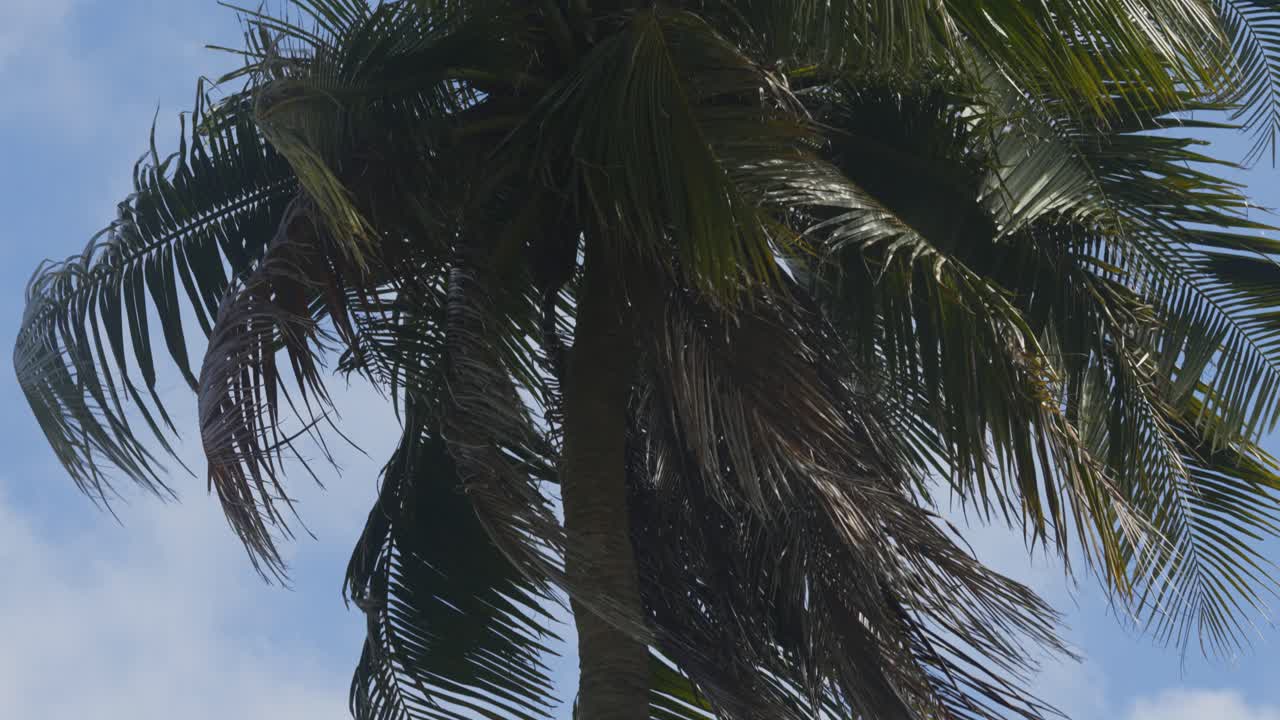 Tán lá cọ đung đưa ở Sri Lanka nhiệt đới, cận cảnh tele quay nghiêng xuống.