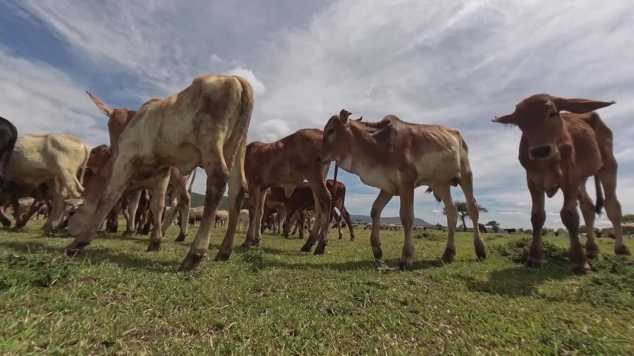 Time-lapse video of a herd of thin calves grazing across the wide, open Maasai plains in Kenya. Captures the movement, scale, and traditional pastoralism under an expansive sky