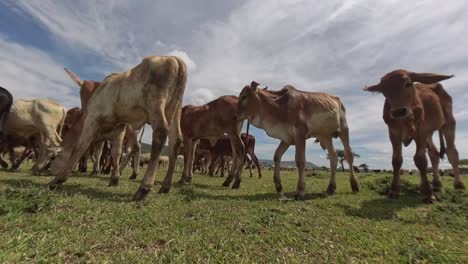 time-lapse video of a herd of thin calves grazing across the wide, open maasai plains in kenya. captures the movement, scale, and traditional pastoralism under an expansive sky