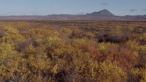 Birken-In-Herbstfarben-Im-Waldpark-In-Der-Nähe-Des-Myvatn-Sees,-Island