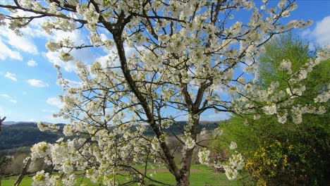 blossoming cherry tree in spring, full with white flowers