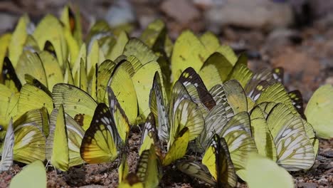 Schmetterlinge-Auf-Der-Minerallecke:-Schmetterlinge-Lecken-Nacheinander-Mineralien,-Während-Sie-Sich-In-Den-Frühen-Morgenstunden-Im-Kaeng-Krachan-Nationalpark-Auf-Dem-Boden-Versammeln