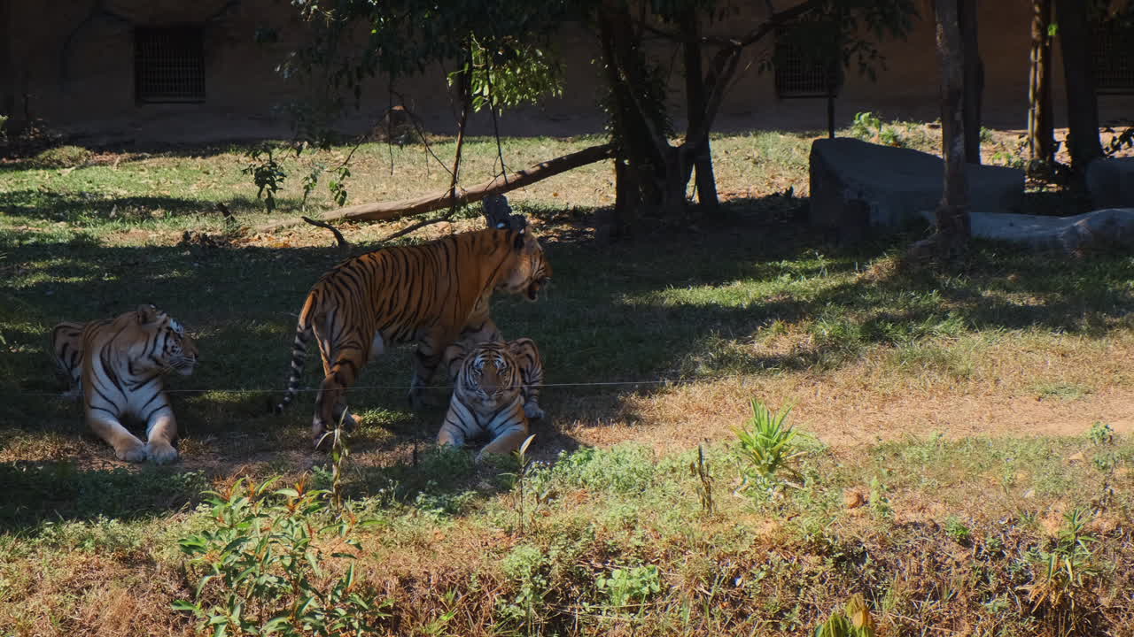 동물원 에 있는 호랑이 들