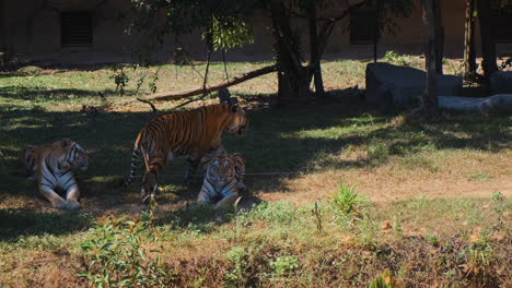 tigers in a zoo enclosure