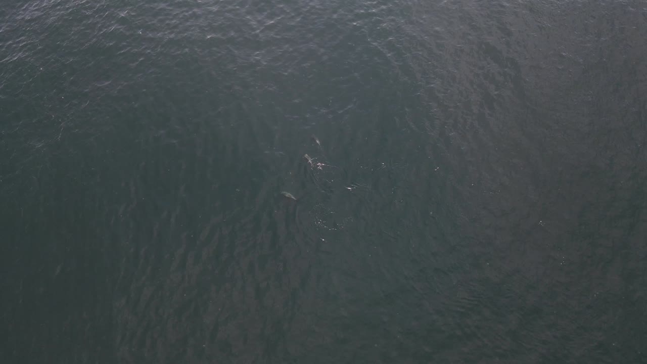 돌고래 게임 항공 비디오 이스탄불 칠면조