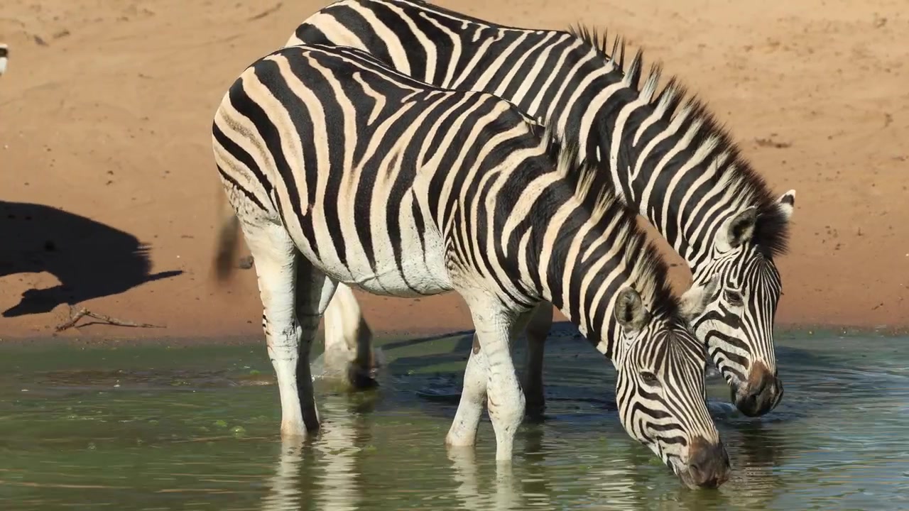 Due zebre di Burchell in piedi con gli zoccoli nell'acqua mentre bevono, Riserva di caccia di Mkuze.
