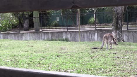 canguro australiano en cautiverio