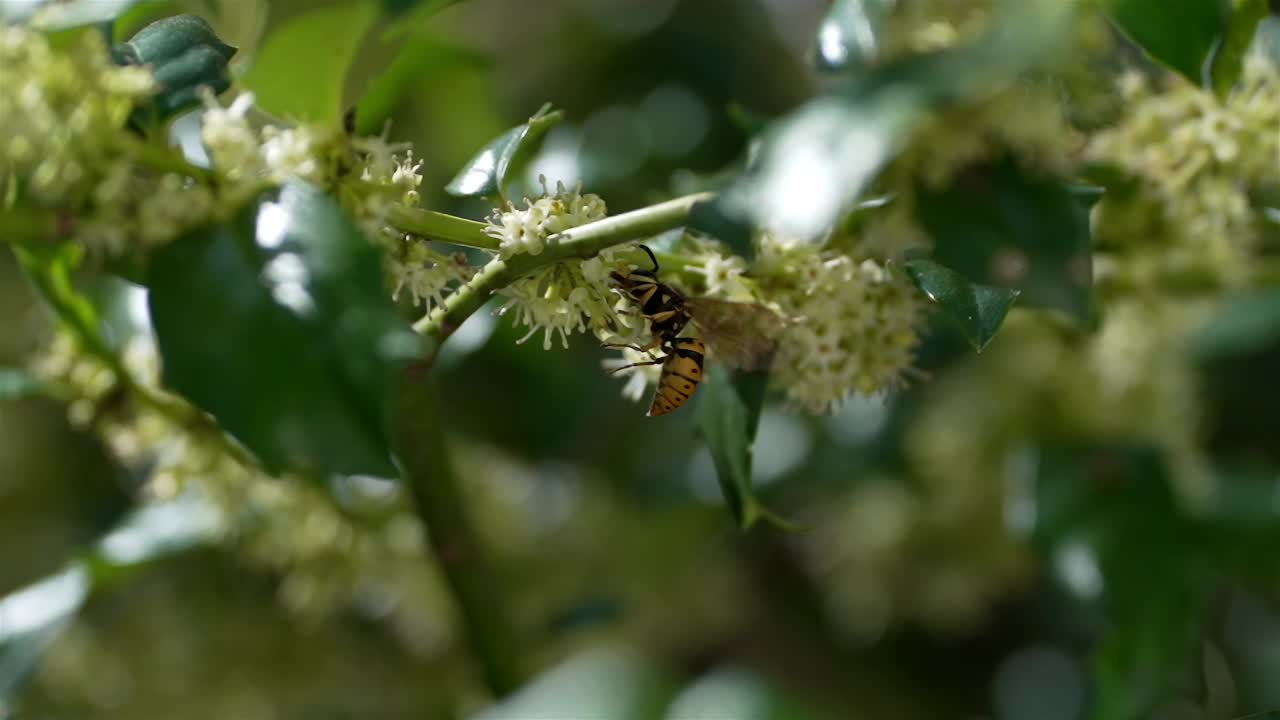 macro zoom en a abeja colgando del lado de un racimo de pequeñas flores recogiendo néctar