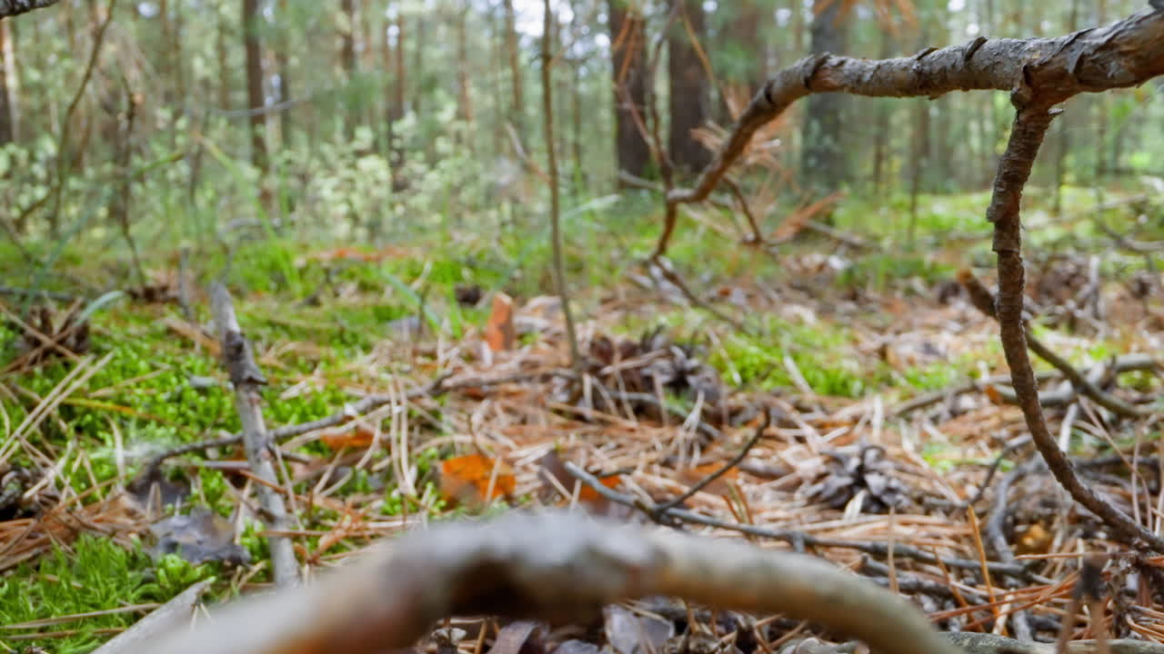agujas de pino hojas secas y ramas de árboles caídas en el claro