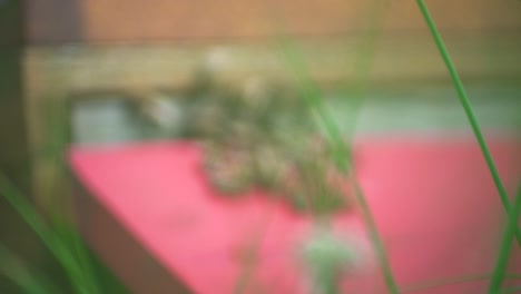 Focus-moving-onto-onto-bees-at-the-entrance-to-a-hive-with-grass-and-summer-flower-in-the-foreground