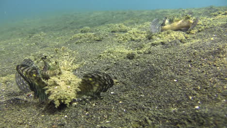 Two-Spiny-devilfish-moving-slowly-over-ground-using-their-pectoral-fins-as-legs