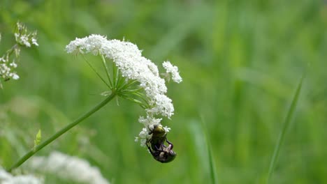 earth-boring dung beetles, geotrupidae, copulate on a flower