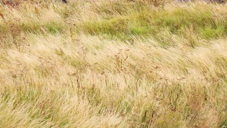 grass field swaying in the wind