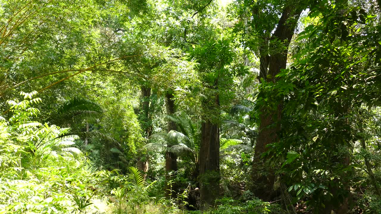 햇빛, 파나마에 의해 조명 무성한 정글의 샷