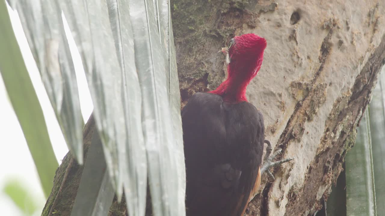 나무 줄기에 있는 곤충을 먹는 붉은 머리 아마존 딱따구리 - 정적 매체