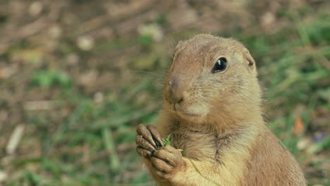 close up of a prairie dog nibbling on grass in natural surroundings