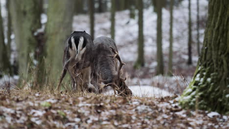 male roe deer display power and beauty during battle in snowy czech forest