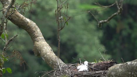 ein wildes javan-hack-adler begleitet sein junges küken im nest