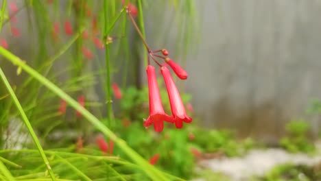 close up of russelia equisetiformis flower