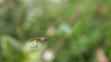 Araña-Naranja-Y-Negra-Tejiendo-Una-Red