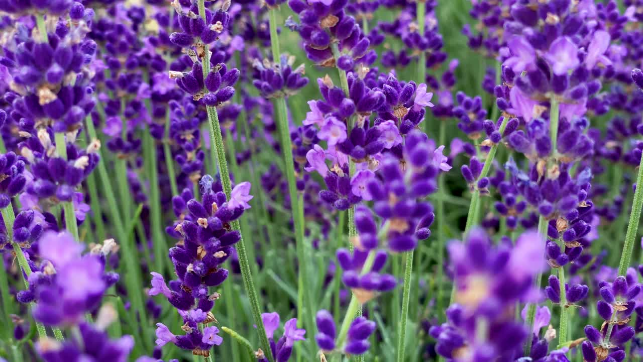 un pequeño abejorro lindo en hermosas flores de lavanda