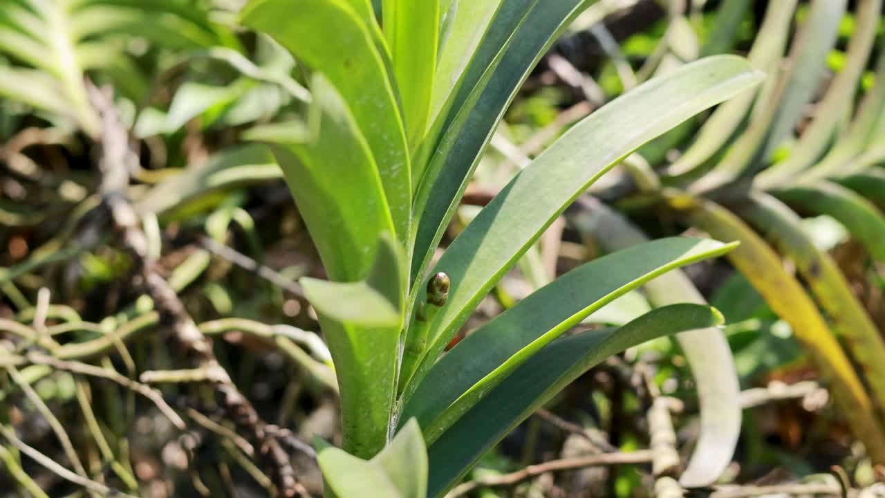Vibrant green leaves in sunlight, showcasing detailed textures and natural growth patterns in a lush environment