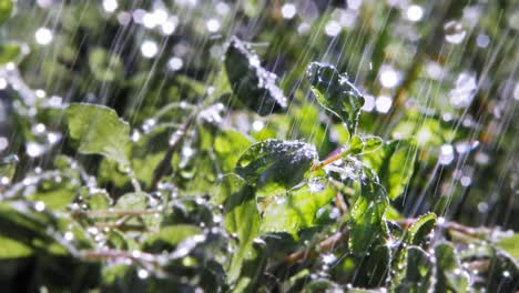 Extreme-Close-up-of-Rain-Falling-On-Oregano-Plant-In-Garden,-Lit-By-Sun-From-Behind