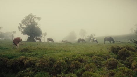 cows in misty pasture eating grass in foggy weather