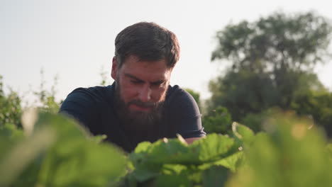 close up of gardener squatting amid strawberry plants on farm with insect buzzing by his face in warm sunlight, focusing on his concentrated expression and surrounding green foliage