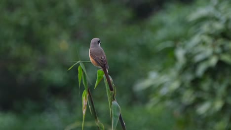 seen from its back perched on top of a plant waiting for its prey as it looks around, brown shrike, lanius cristatus, khao yai national park, thailand