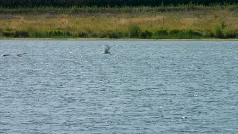 Una-Gran-Madeja-De-Gansos-Volando-Sobre-El-Embalse-Eyebrook-Para-Encontrar-Comida