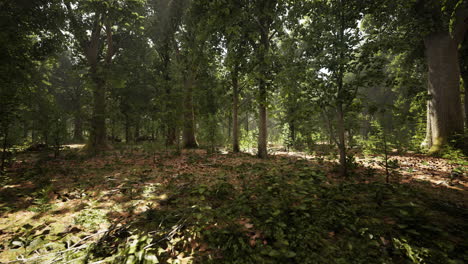 temprano en la mañana con el amanecer en el bosque