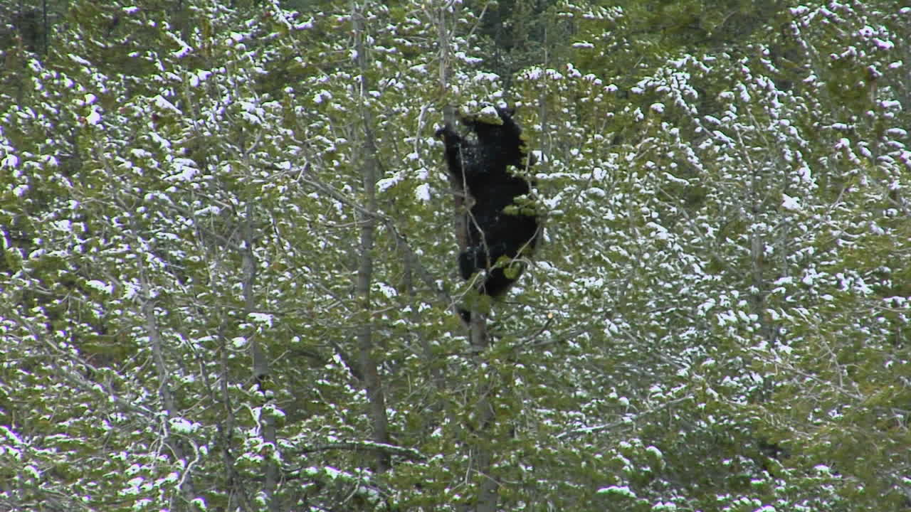 черный медведь взбирается на заснеженное дерево