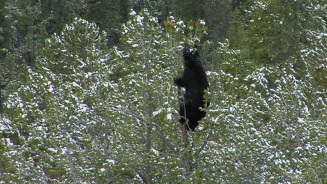 a black bear climbs a snowy tree