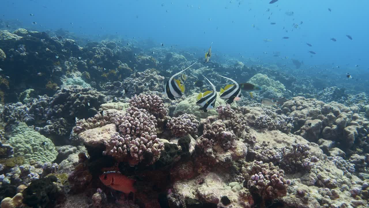 Gruppo di splendidi pesci bandiera in acque limpide e blu su una barriera corallina tropicale nell'atollo di Fakarava, Polinesia Francese.