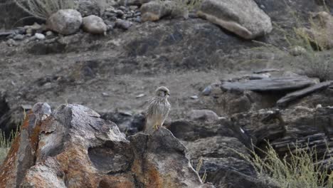 Common-kestrel--Falco-tinnunculus--taking-off