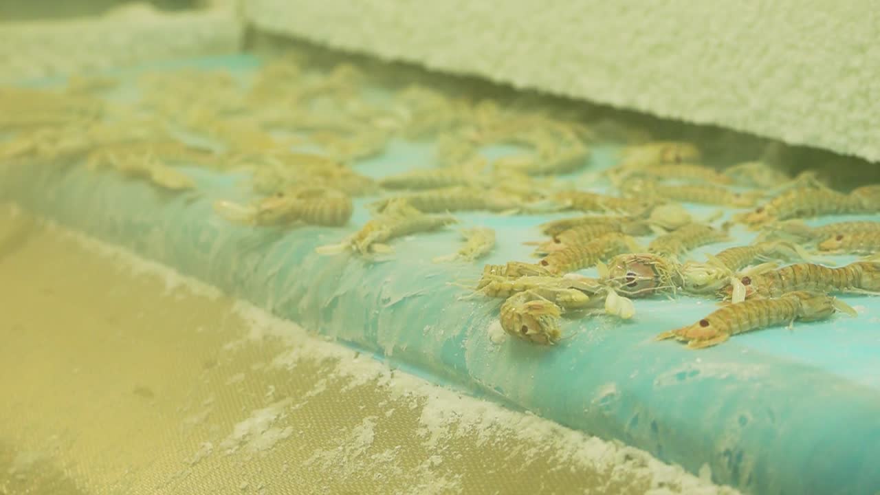 새우는 공장에서 플래시 냉동된 후 컨베이어 벨트에서 트레이로 굴러집니다.