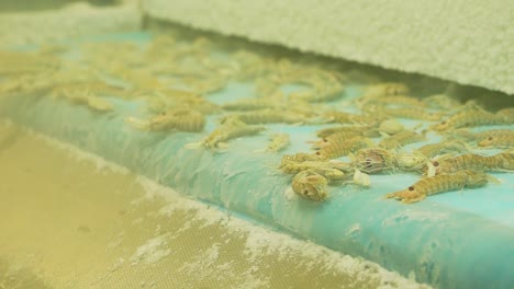 Shrimp-roll-off-of-conveyor-belt-into-trays-after-being-flash-frozen-in-factory