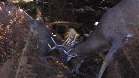 Cuernos-De-Venado-Bloqueados-En-La-Batalla-De-Slomo