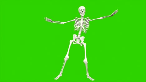 skeleton dancing. seamless loop animation on green screen.