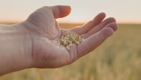 la mano de un granjero con grano se levanta de un campo de trigo al sol