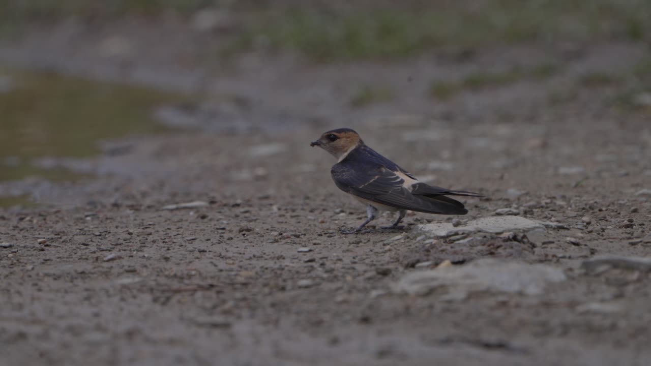 Red-rumped swallow birds in Nepal